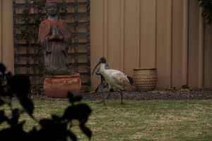 BLACK-HEADED-IBIS (3)